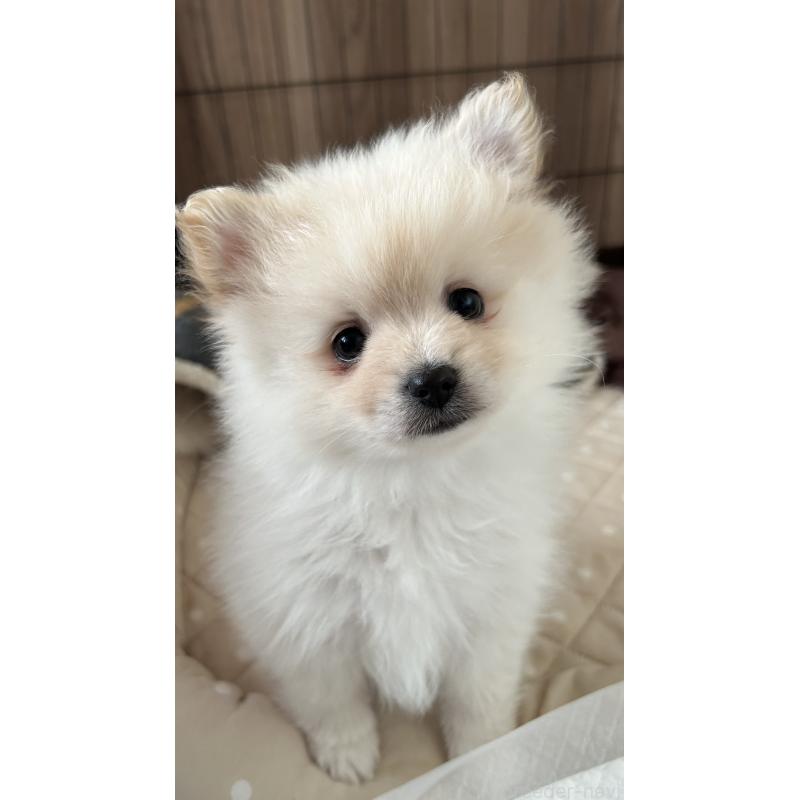 販売中の群馬県のポメラニアン-420949の2枚目