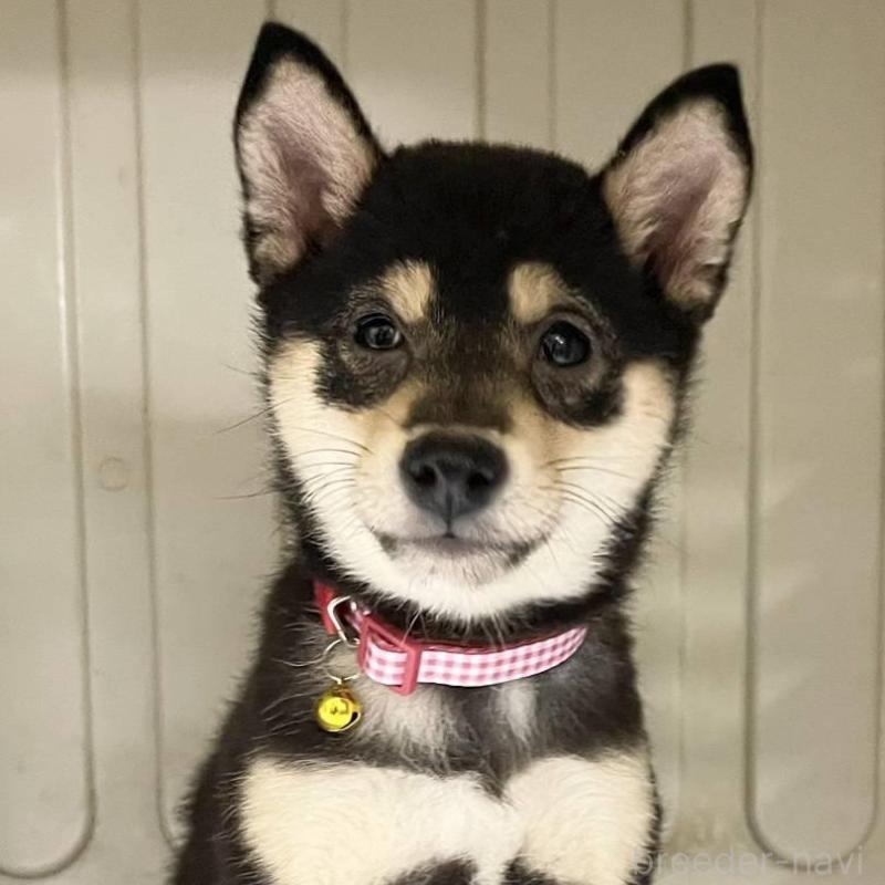 販売中の熊本県の豆柴-426647の1枚目