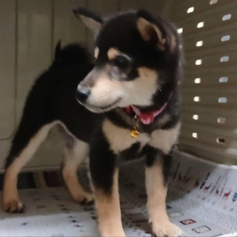 販売中の熊本県の豆柴-426647の5枚目