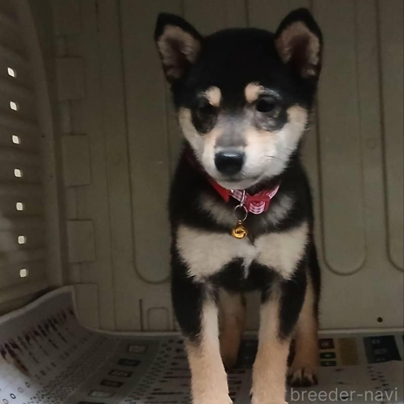 販売中の熊本県の豆柴-426647の3枚目