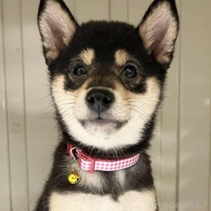 販売中の熊本県の豆柴-426647の2枚目