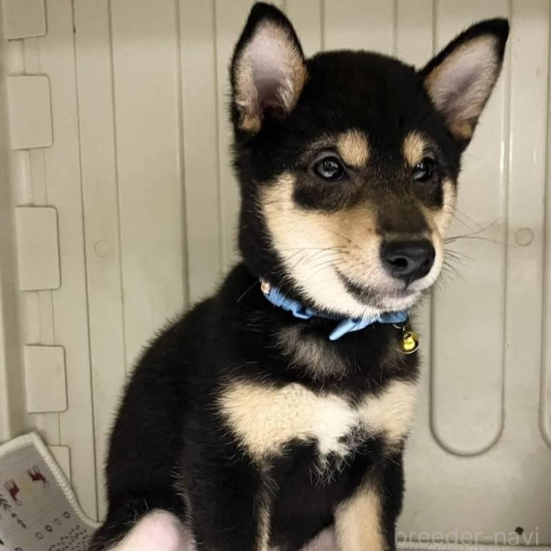 販売中の熊本県の豆柴-426648