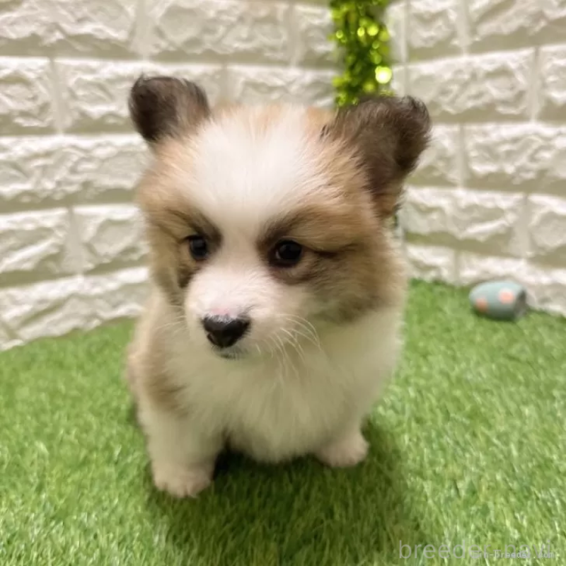 成約済の愛知県のウェルシュコーギーペンブローク-423520の1枚目