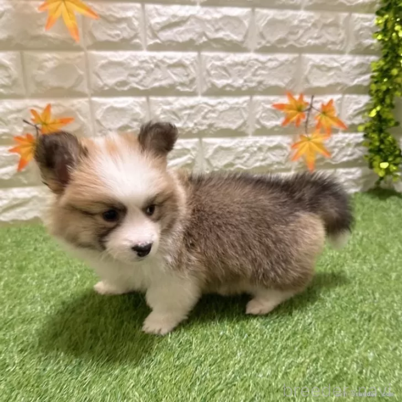 成約済の愛知県のウェルシュコーギーペンブローク-423520の5枚目