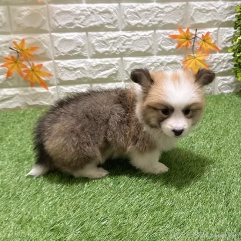 成約済の愛知県のウェルシュコーギーペンブローク-423520の4枚目