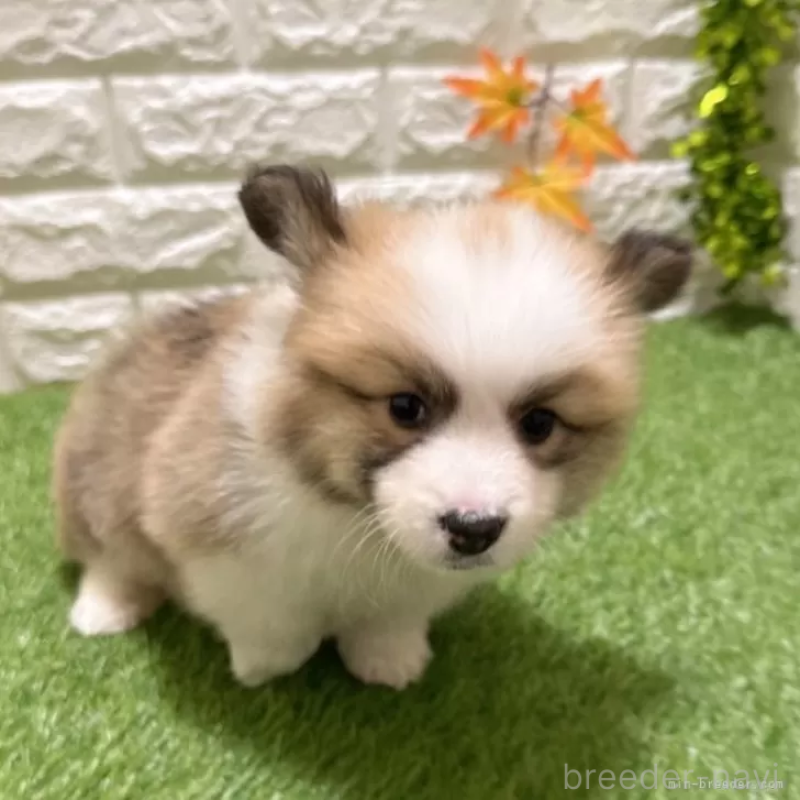 成約済の愛知県のウェルシュコーギーペンブローク-423520の3枚目