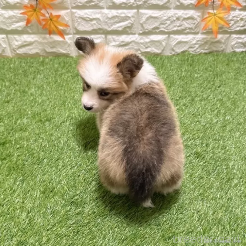 成約済の愛知県のウェルシュコーギーペンブローク-423520の2枚目