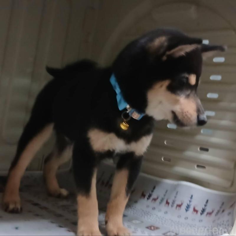 販売中の熊本県の豆柴-426648の6枚目