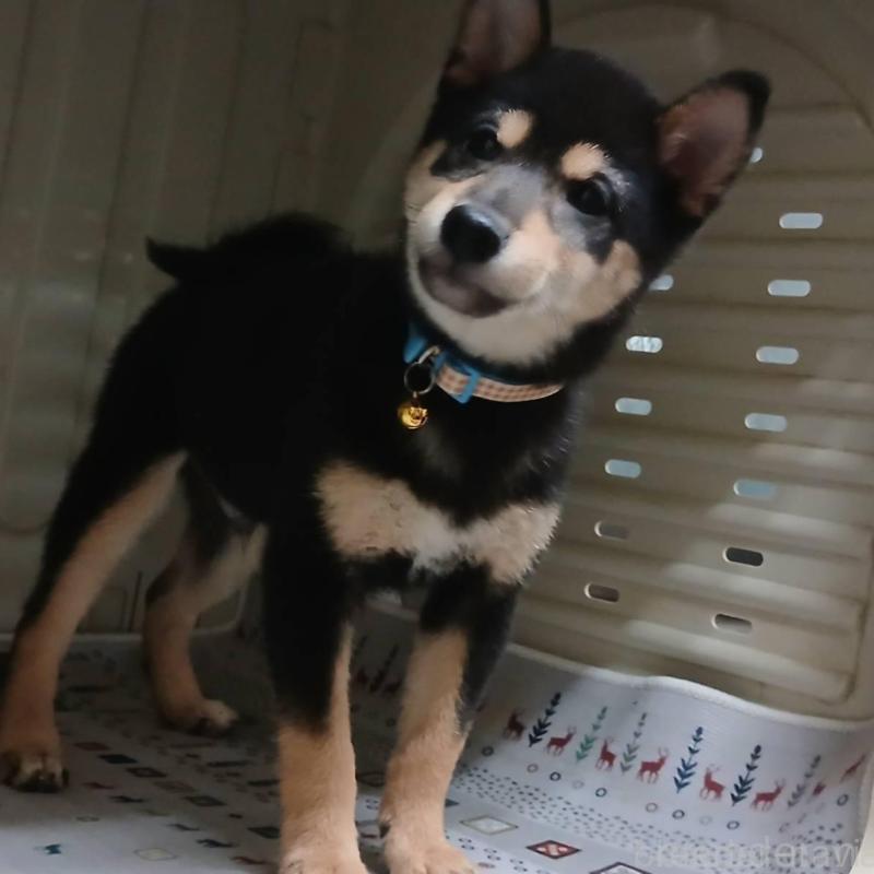 販売中の熊本県の豆柴-426648の5枚目