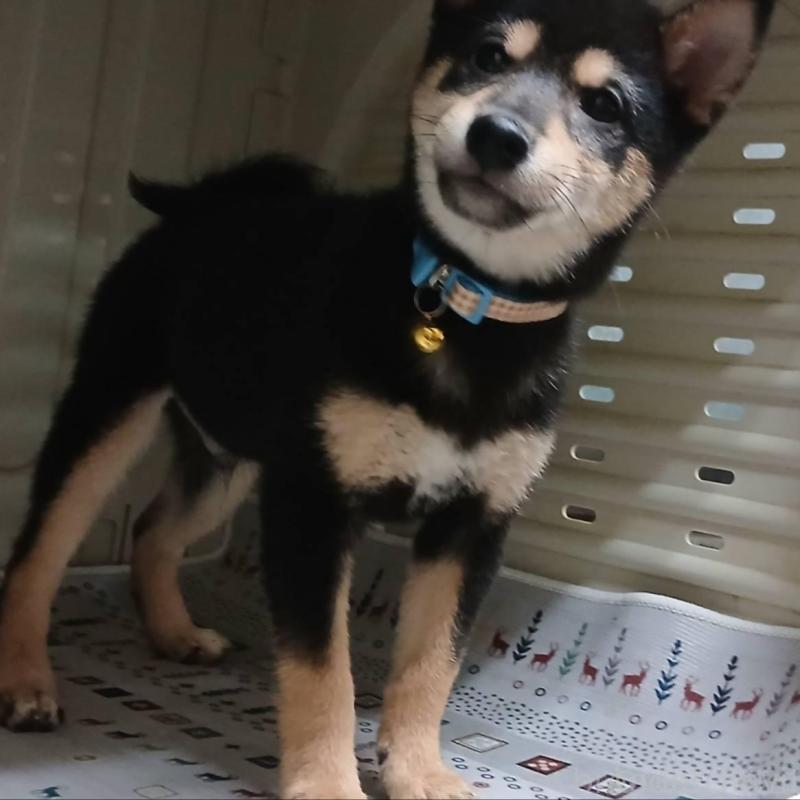 販売中の熊本県の豆柴-426648の4枚目