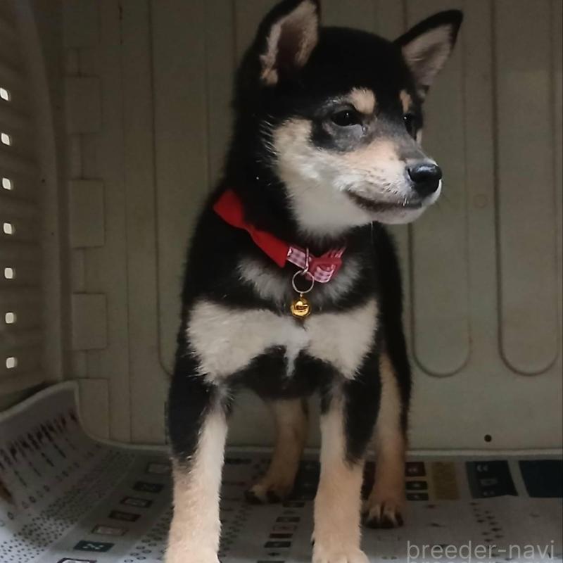 販売中の熊本県の豆柴-426648の3枚目