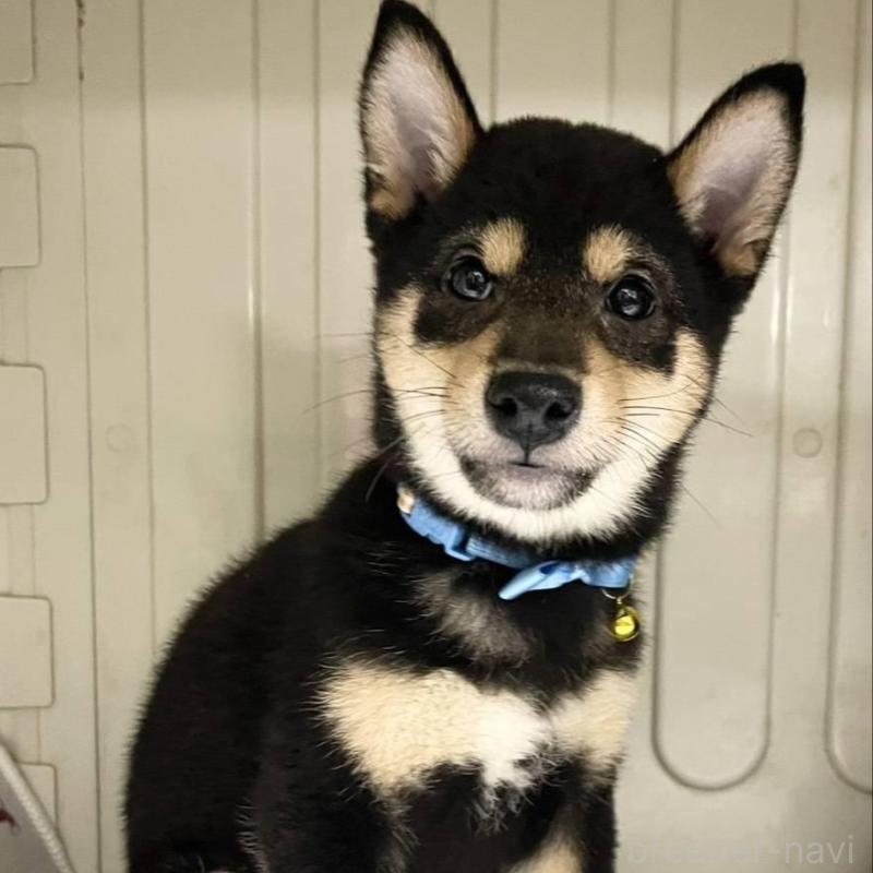 販売中の熊本県の豆柴-426648の2枚目