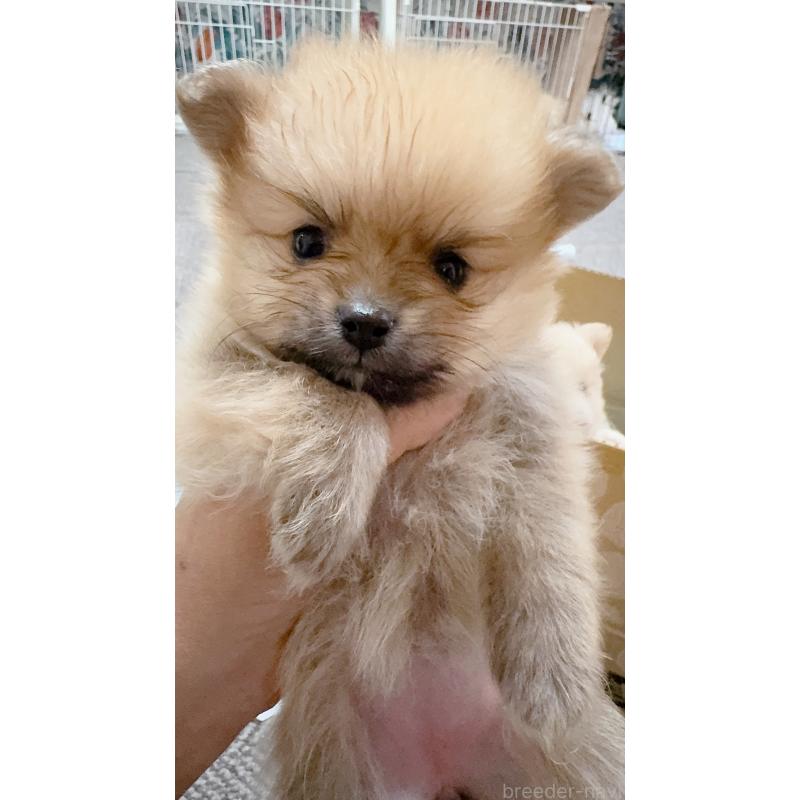 販売中の岡山県のポメラニアン-425508の5枚目