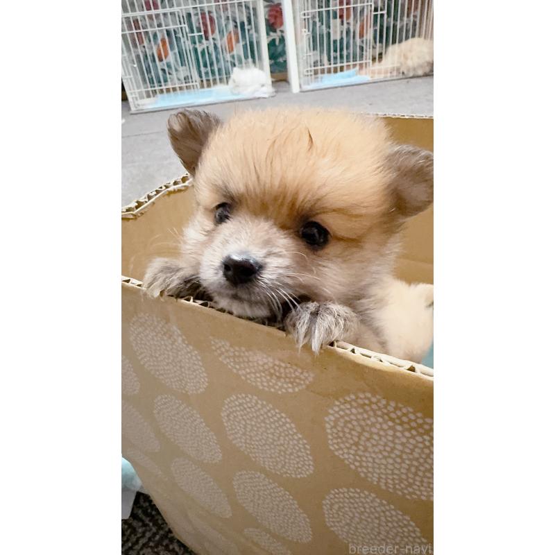 販売中の岡山県のポメラニアン-425508の4枚目