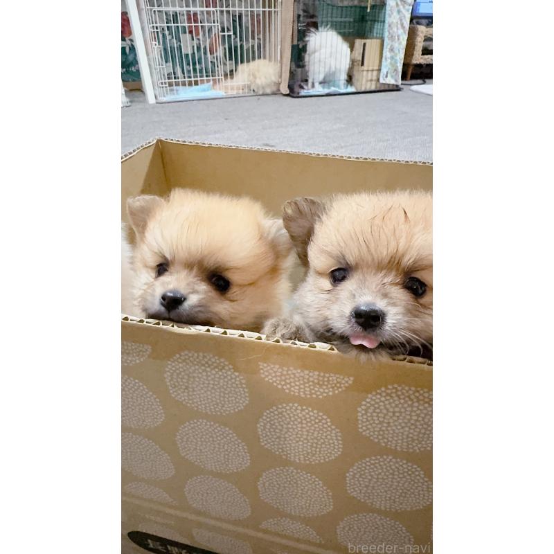 販売中の岡山県のポメラニアン-425508の3枚目