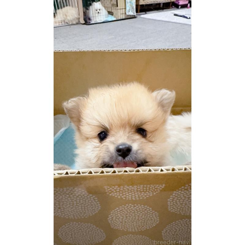 販売中の岡山県のポメラニアン-425508の2枚目