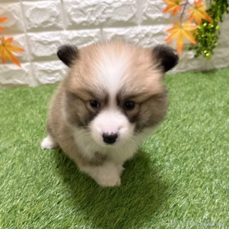 販売中の愛知県のウェルシュコーギーペンブローク-423497