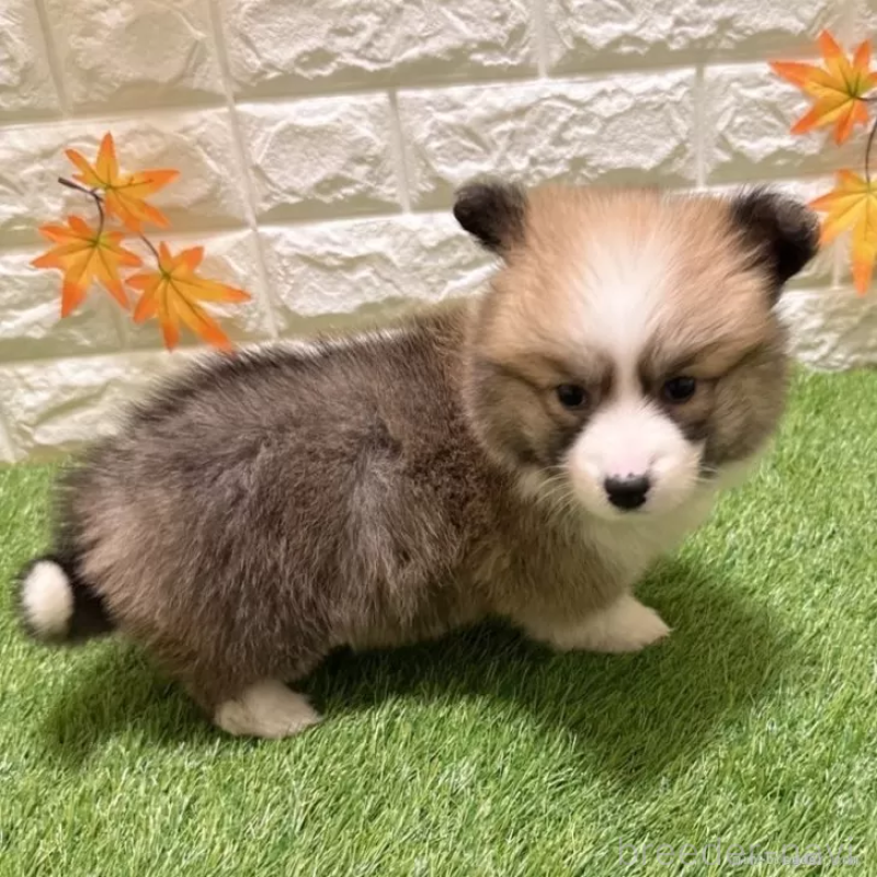 成約済の愛知県のウェルシュコーギーペンブローク-423497の5枚目