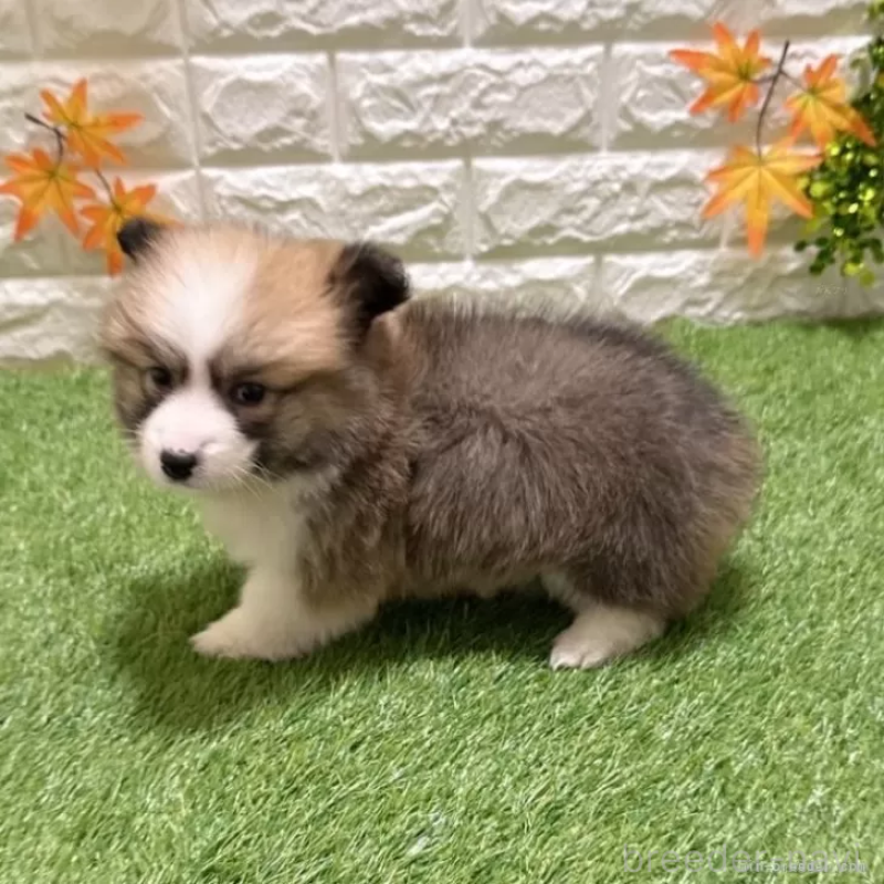 成約済の愛知県のウェルシュコーギーペンブローク-423497の4枚目