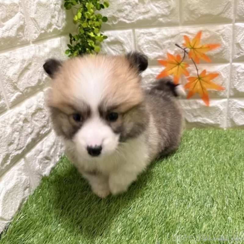 成約済の愛知県のウェルシュコーギーペンブローク-423497の3枚目