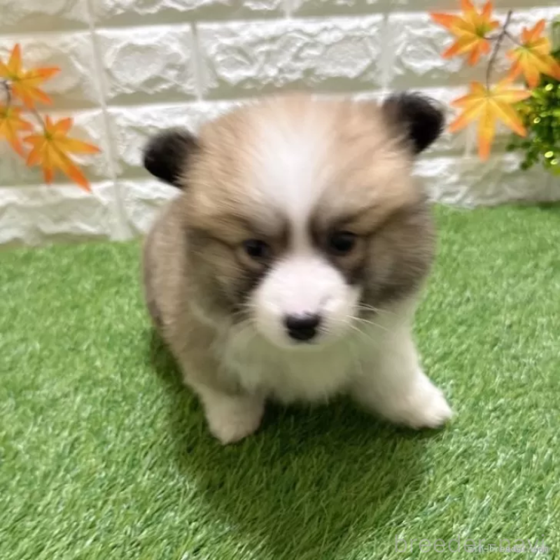 成約済の愛知県のウェルシュコーギーペンブローク-423497の2枚目