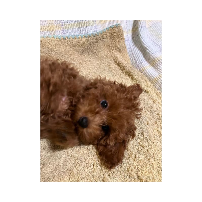 販売中の沖縄県のティーカッププードル-419711の4枚目