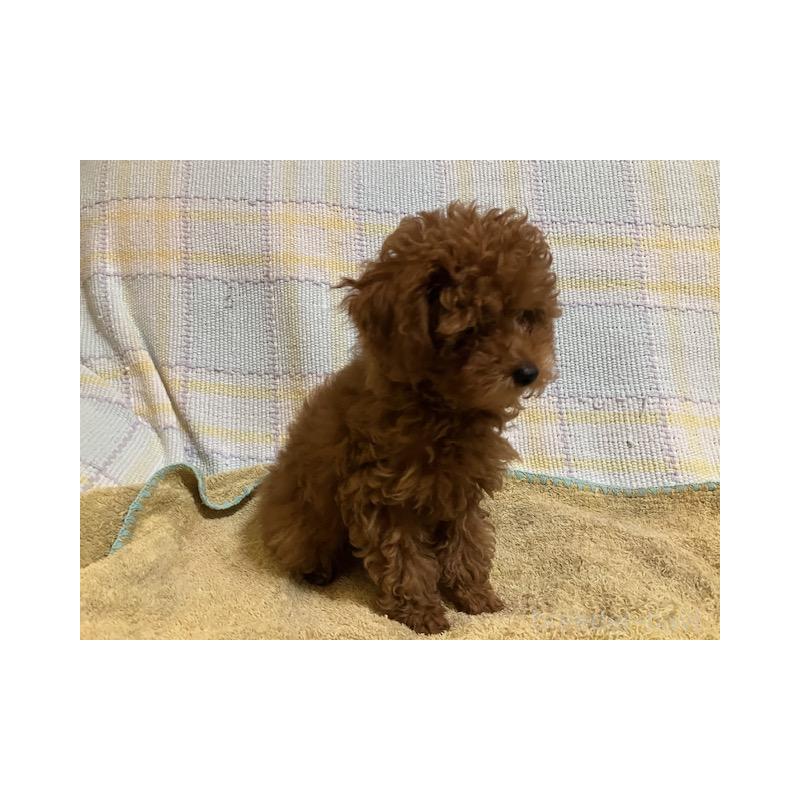 販売中の沖縄県のティーカッププードル-419711の3枚目