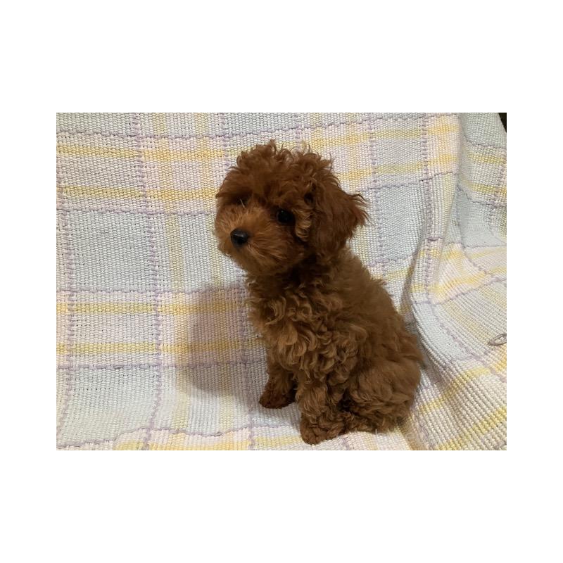 販売中の沖縄県のティーカッププードル-419711の2枚目