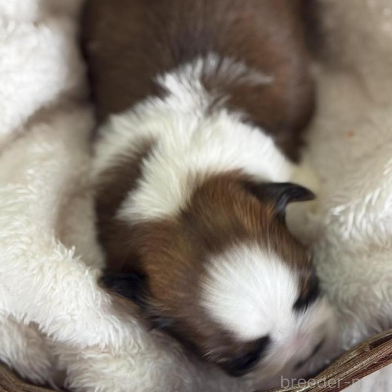 販売中の愛知県のシーズー-426649の7枚目