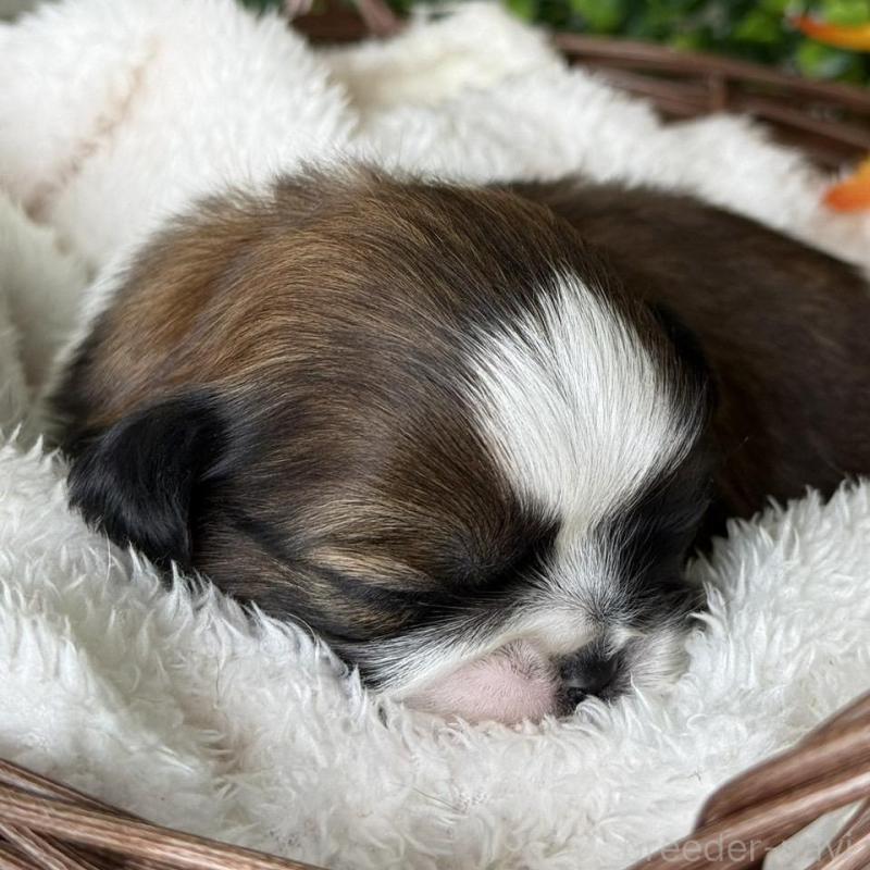 販売中の愛知県のシーズー-426649の6枚目