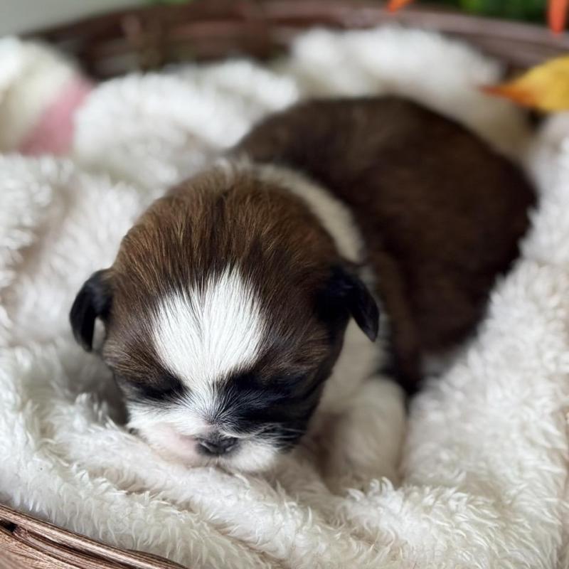 販売中の愛知県のシーズー-426649の5枚目