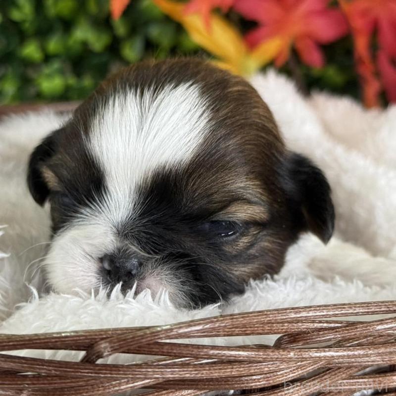 販売中の愛知県のシーズー-426649の4枚目