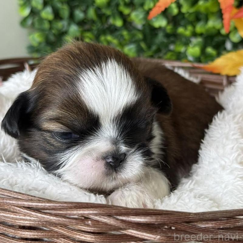 販売中の愛知県のシーズー-426649の3枚目