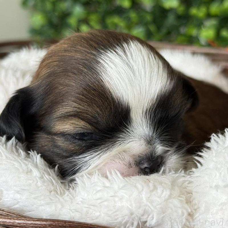 販売中の愛知県のシーズー-426649の2枚目