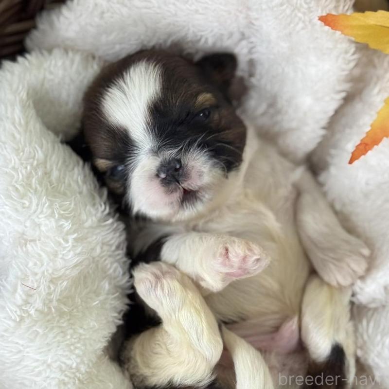 販売中の愛知県のシーズー-426649の1枚目