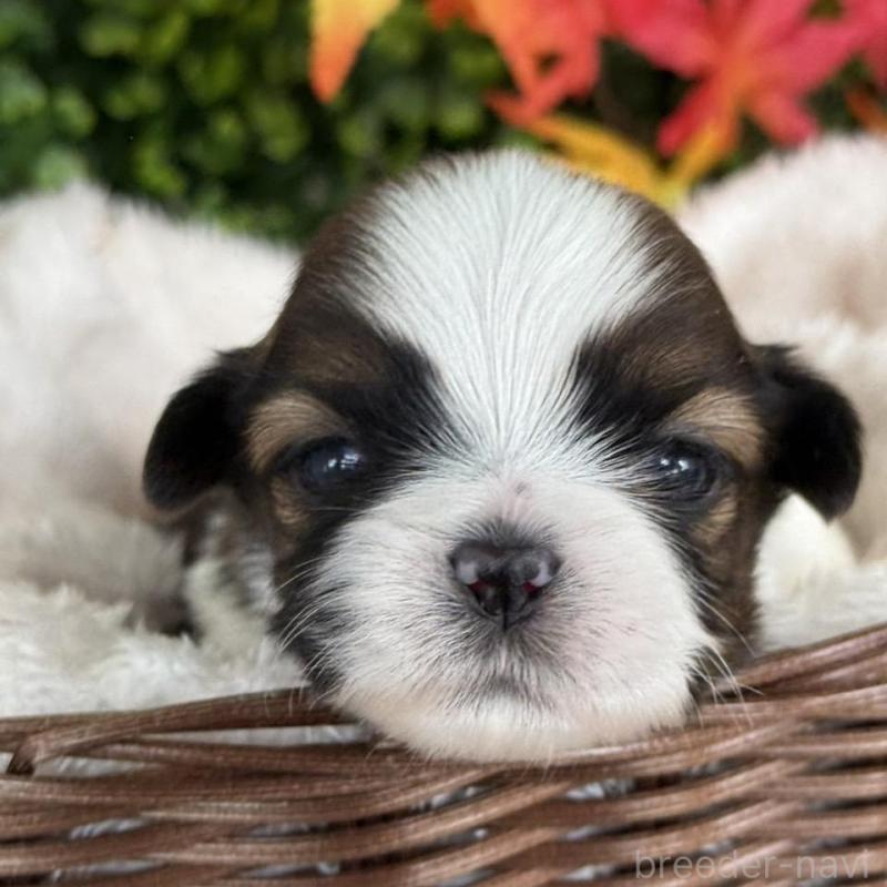 販売中の愛知県のシーズー-426650の1枚目