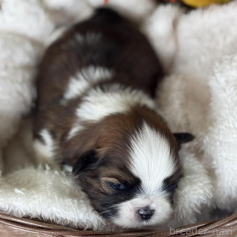 販売中の愛知県のシーズー-426650の5枚目