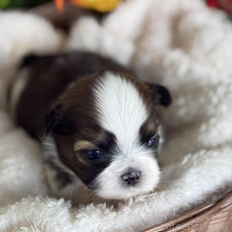 販売中の愛知県のシーズー-426650の4枚目