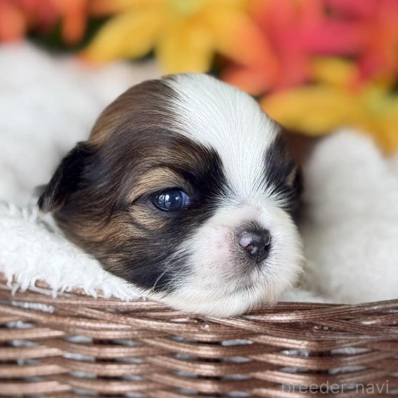 販売中の愛知県のシーズー-426650の3枚目