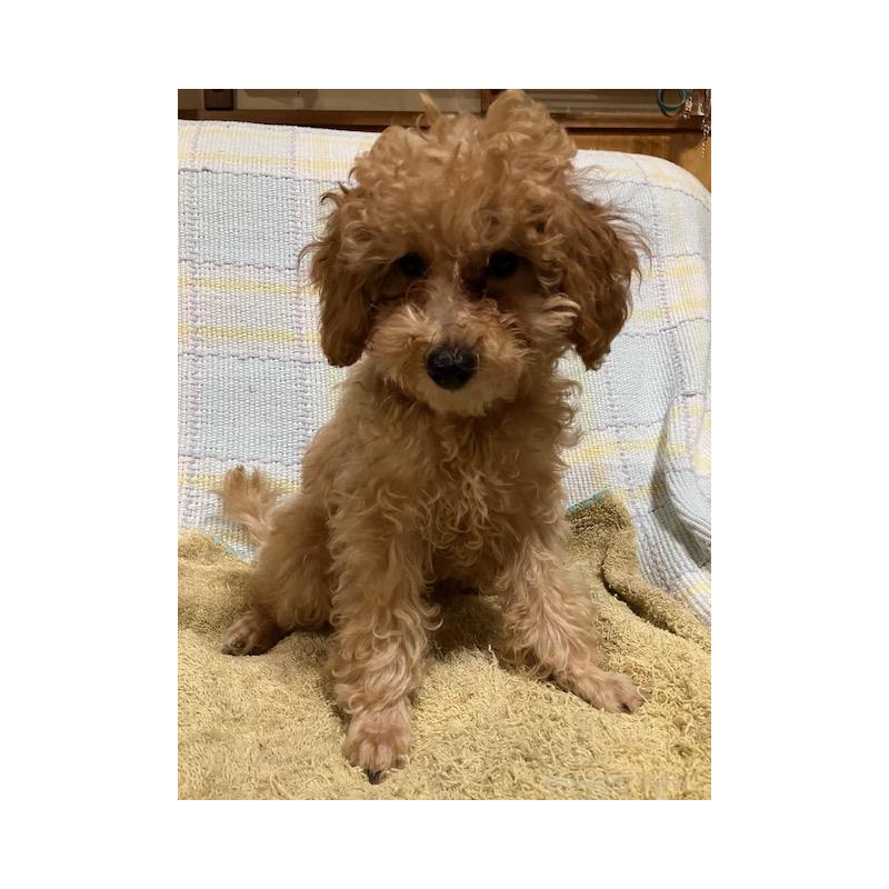 販売中の沖縄県のタイニープードル-419340の5枚目