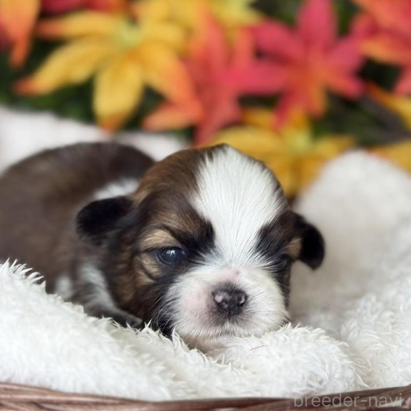 販売中の愛知県のシーズー-426650の2枚目