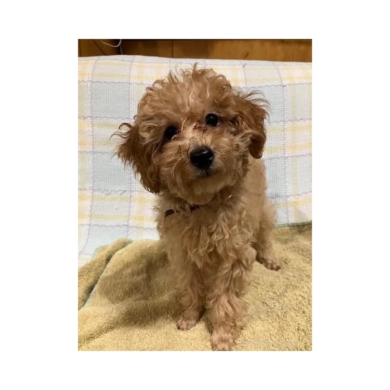 販売中の沖縄県のタイニープードル-419340の4枚目