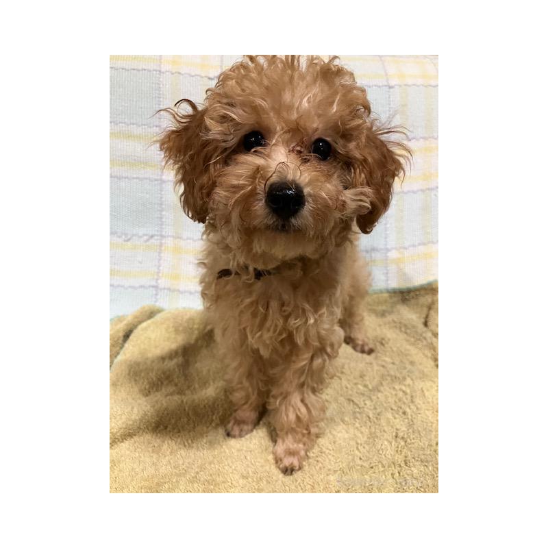 販売中の沖縄県のタイニープードル-419340の3枚目