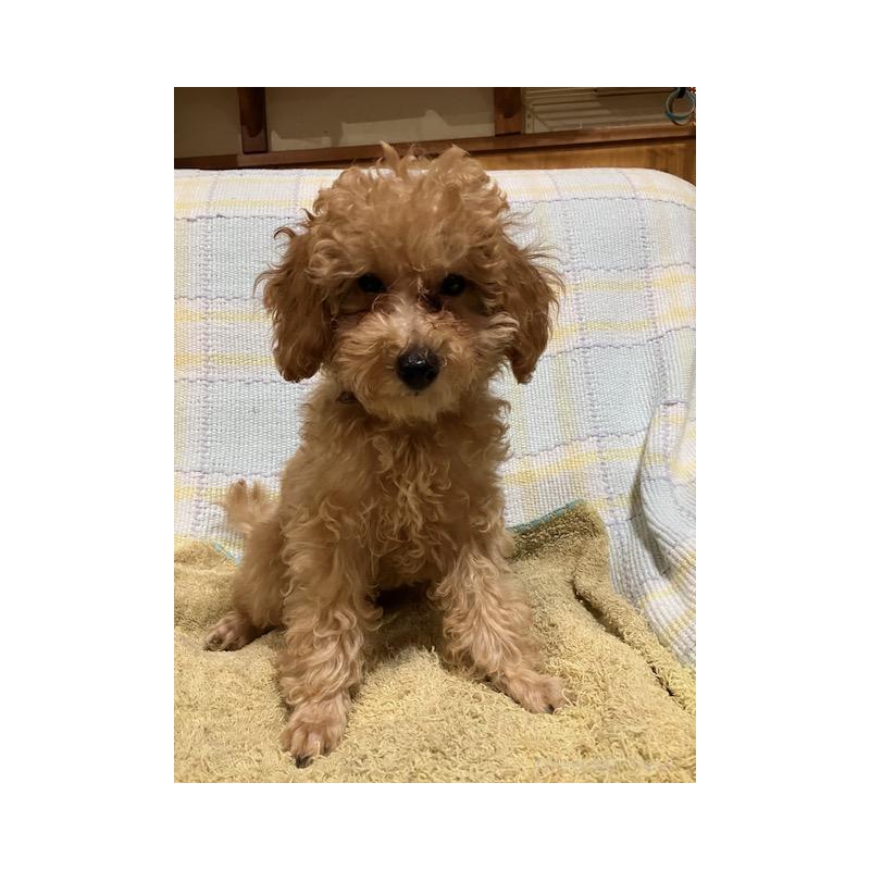 販売中の沖縄県のタイニープードル-419340の2枚目