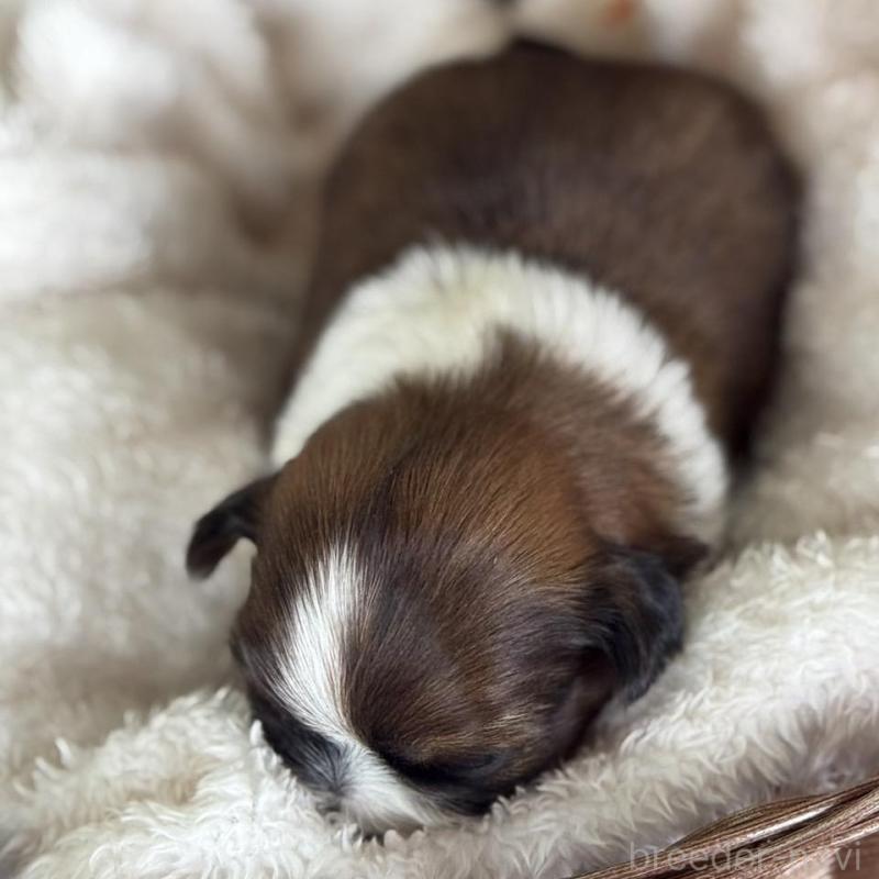 販売中の愛知県のシーズー-426651の6枚目