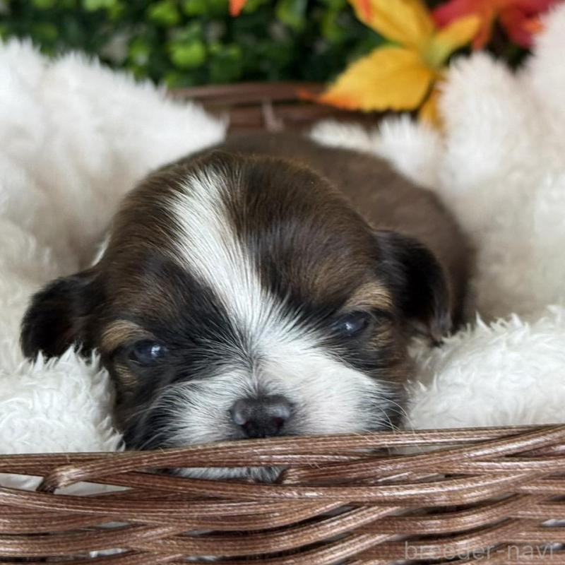 販売中の愛知県のシーズー-426651の5枚目