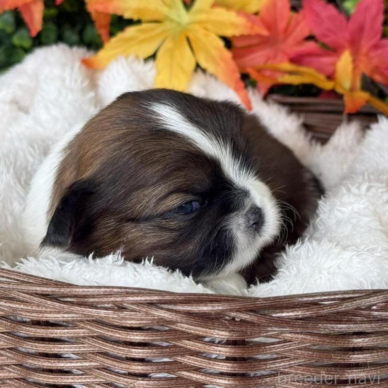 販売中の愛知県のシーズー-426651の4枚目