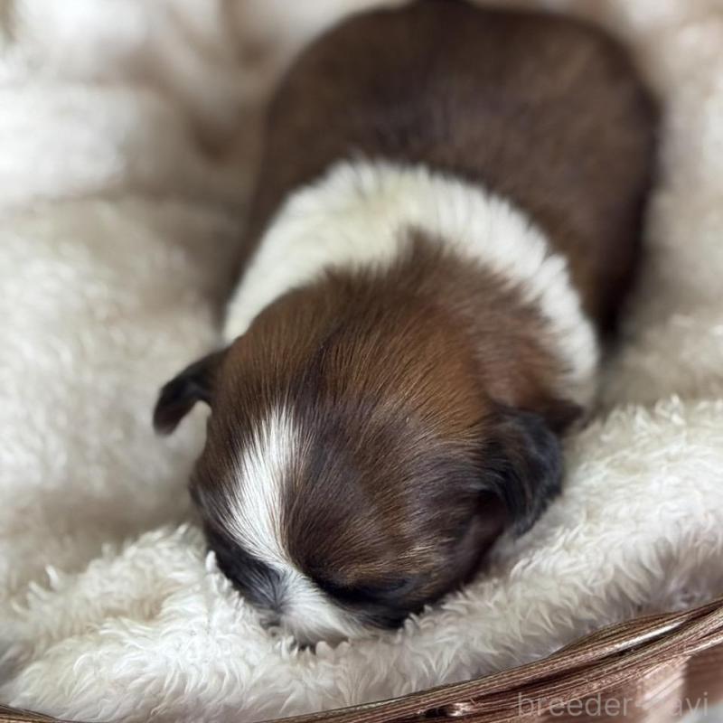 販売中の愛知県のシーズー-426651の3枚目