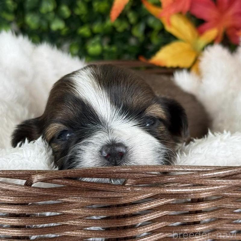 販売中の愛知県のシーズー-426651