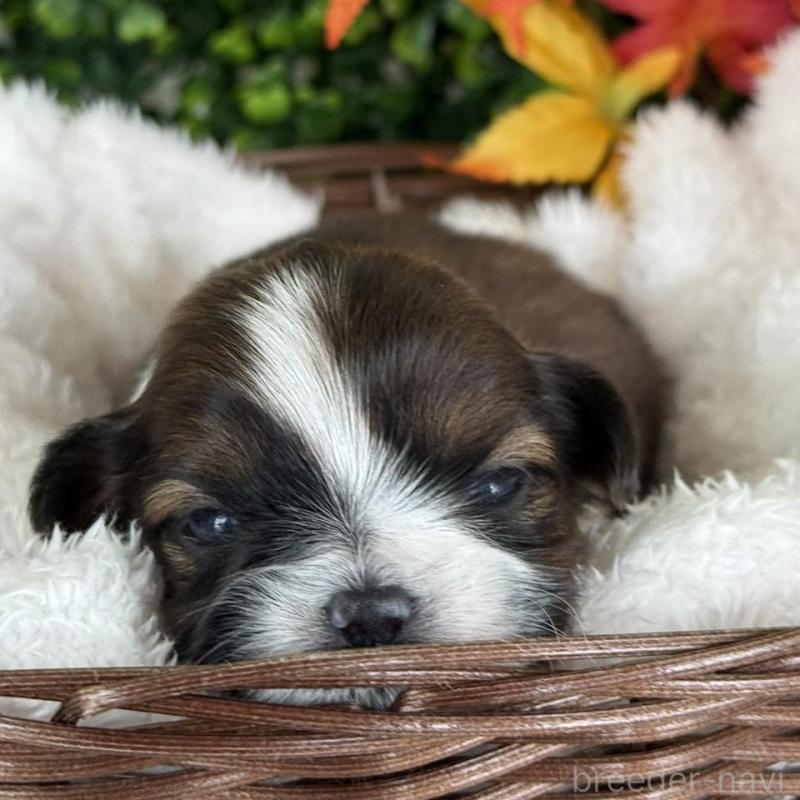 販売中の愛知県のシーズー-426651の2枚目